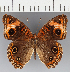  (Junonia sp. CF12 - CFCD01899)  @11 [ ] copyright (2021) Center For Collection-Based Research Center For Collection-Based Research