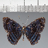  ( - CFCD02126)  @11 [ ] copyright (2022) Center For Collection-Based Research Center For Collection-Based Research