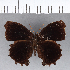  ( - CFCD00216)  @11 [ ] Copyright (2018) Christer Fahraeus Center For Collection-Based Research