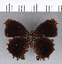  ( - CFCD00217)  @11 [ ] Copyright (2018) Christer Fahraeus Center For Collection-Based Research