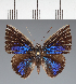  (Theope archimedes - CFCD02183)  @11 [ ] copyright (2022) Center For Collection-Based Research Center For Collection-Based Research