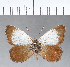  (Argyrophorus angusta - CFCD00220)  @11 [ ] Copyright (2018) Christer Fahraeus Center For Collection-Based Research