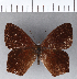 ( - CFCD00226)  @11 [ ] Copyright (2018) Christer Fahraeus Center For Collection-Based Research