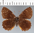  (Pedaliodes molesta - CFCD02281)  @11 [ ] copyright (2022) Center For Collection-Based Research Center For Collection-Based Research