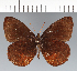 (Pedaliodes petri - CFCD02282)  @11 [ ] copyright (2022) Center For Collection-Based Research Center For Collection-Based Research