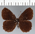  (Pedaliodes sophismata - CFCD02283)  @11 [ ] copyright (2022) Center For Collection-Based Research Center For Collection-Based Research