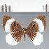  ( - CFCD02304)  @11 [ ] copyright (2022) Center For Collection-Based Research Center For Collection-Based Research