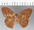  (Forsterinaria sp. CF02 - CFCD02378)  @11 [ ] copyright (2022) Center For Collection-Based Research Center For Collection-Based Research