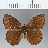  (Panyapedaliodes - CFCD00239)  @14 [ ] Copyright (2018) Christer Fahraeus Center For Collection-Based Research