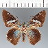  (Hesperiidae_gen sp. CF17 - CFCD02394)  @11 [ ] copyright (2022) Center For Collection-Based Research Center For Collection-Based Research