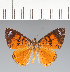  (Calospila sp. CF64 - CFCD02425)  @11 [ ] copyright (2022) Center For Collection-Based Research Center For Collection-Based Research