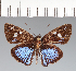  (Hesperiidae_gen sp. CF23 - CFCD02444)  @11 [ ] copyright (2022) Center For Collection-Based Research Center For Collection-Based Research