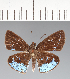  (Hesperiidae_gen sp. CF26 - CFCD02447)  @11 [ ] copyright (2022) Center For Collection-Based Research Center For Collection-Based Research