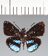  (Hesperiidae_gen sp. CF27 - CFCD02448)  @11 [ ] copyright (2022) Center For Collection-Based Research Center For Collection-Based Research