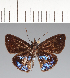  (Hesperiidae_gen sp. CF28 - CFCD02449)  @11 [ ] copyright (2022) Center For Collection-Based Research Center For Collection-Based Research