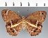  (Posttaygetis - CFCD02454)  @11 [ ] copyright (2022) Center For Collection-Based Research Center For Collection-Based Research