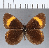  ( - CFCD00247)  @11 [ ] Copyright (2018) Christer Fahraeus Center For Collection-Based Research