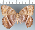  (Taygetis sp. CF08 - CFCD02470)  @11 [ ] copyright (2022) Center For Collection-Based Research Center For Collection-Based Research