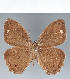  (Magneuptychia sp. CF06 - CFCD02483)  @11 [ ] copyright (2022) Center For Collection-Based Research Center For Collection-Based Research