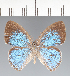  (Caeruleuptychia sp. CF03 - CFCD02490)  @11 [ ] copyright (2022) Center For Collection-Based Research Center For Collection-Based Research