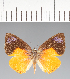  (Theope sp. CF118 - CFCD02620)  @11 [ ] copyright (2022) Center For Collection-Based Research Center For Collection-Based Research
