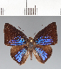  (Theope sp. CF120 - CFCD02623)  @11 [ ] copyright (2022) Center For Collection-Based Research Center For Collection-Based Research