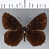  (Pedaliodes sp. CF01 - CFCD00263)  @11 [ ] Copyright (2018) Christer Fahraeus Center For Collection-Based Research