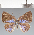  (Theope sp. CF124 - CFCD02630)  @11 [ ] copyright (2022) Center For Collection-Based Research Center For Collection-Based Research