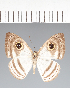  ( - CFCD02632)  @11 [ ] copyright (2022) Center For Collection-Based Research Center For Collection-Based Research