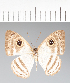  ( - CFCD02633)  @11 [ ] copyright (2022) Center For Collection-Based Research Center For Collection-Based Research