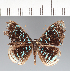  ( - CFCD02642)  @11 [ ] copyright (2022) Center For Collection-Based Research Center For Collection-Based Research