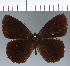  (Pedaliodes sp. CF20 - CFCD02665)  @11 [ ] copyright (2023) Center For Collection-Based Research Center For Collection-Based Research