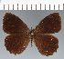  (Pedaliodes sp. CF21 - CFCD02672)  @11 [ ] copyright (2023) Center For Collection-Based Research Center For Collection-Based Research