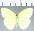  (Pieridae_gen sp. CF245 - CFCD02683)  @11 [ ] copyright (2023) Center For Collection-Based Research Center For Collection-Based Research