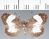  (Pieridae_gen sp. CF249 - CFCD02687)  @11 [ ] copyright (2023) Center For Collection-Based Research Center For Collection-Based Research