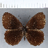  ( - CFCD00286)  @11 [ ] Copyright (2018) Christer Fahraeus Center For Collection-Based Research