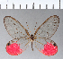  (Cithaerias aurora - CFCD00293)  @11 [ ] Copyright (2018) Christer Fahraeus Center For Collection-Based Research