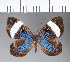  ( - CFCD00003)  @11 [ ] Copyright (2018) Christer Fahraeus Center For Collection-Based Research