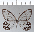  (Pseudohaetera - CFCD00300)  @14 [ ] Copyright (2018) Christer Fahraeus Center For Collection-Based Research