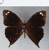  ( - CFCD00306)  @11 [ ] Copyright (2018) Christer Fahraeus Center For Collection-Based Research