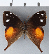  ( - CFCD00311)  @11 [ ] Copyright (2018) Christer Fahraeus Center For Collection-Based Research