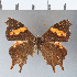  (Daedalma vertex - CFCD00316)  @11 [ ] Copyright (2018) Christer Fahraeus Center For Collection-Based Research