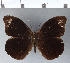  (Pronophila - CFCD00317)  @11 [ ] Copyright (2018) Christer Fahraeus Center For Collection-Based Research