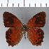  ( - CFCD00318)  @11 [ ] Copyright (2018) Christer Fahraeus Center For Collection-Based Research
