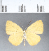  (Theope sp. CF23 - CFCD00032)  @11 [ ] Copyright (2018) Christer Fahraeus Center For Collection-Based Research