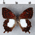  ( - CFCD00323)  @11 [ ] Copyright (2018) Christer Fahraeus Center For Collection-Based Research