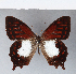 ( - CFCD00326)  @11 [ ] Copyright (2018) Christer Fahraeus Center For Collection-Based Research