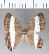  ( - CFCD00333)  @11 [ ] Copyright (2018) Christer Fahraeus Center For Collection-Based Research