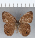  (Malaveria maepius perfuscata - CFCD00341)  @11 [ ] Copyright (2018) Christer Fahraeus Center For Collection-Based Research