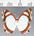  ( - CFCD03774)  @11 [ ] copyright (2023) Center For Collection-Based Research Center For Collection-Based Research